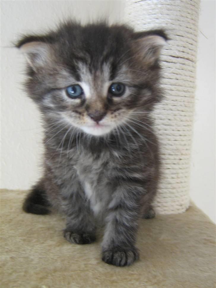 Maine Coon Cosmo billede 13
