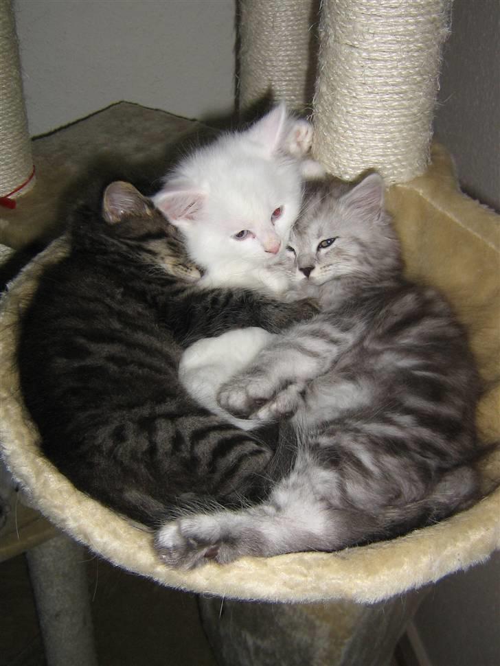 Maine Coon Cosmo billede 14