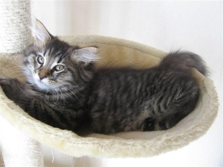 Maine Coon Cosmo billede 15