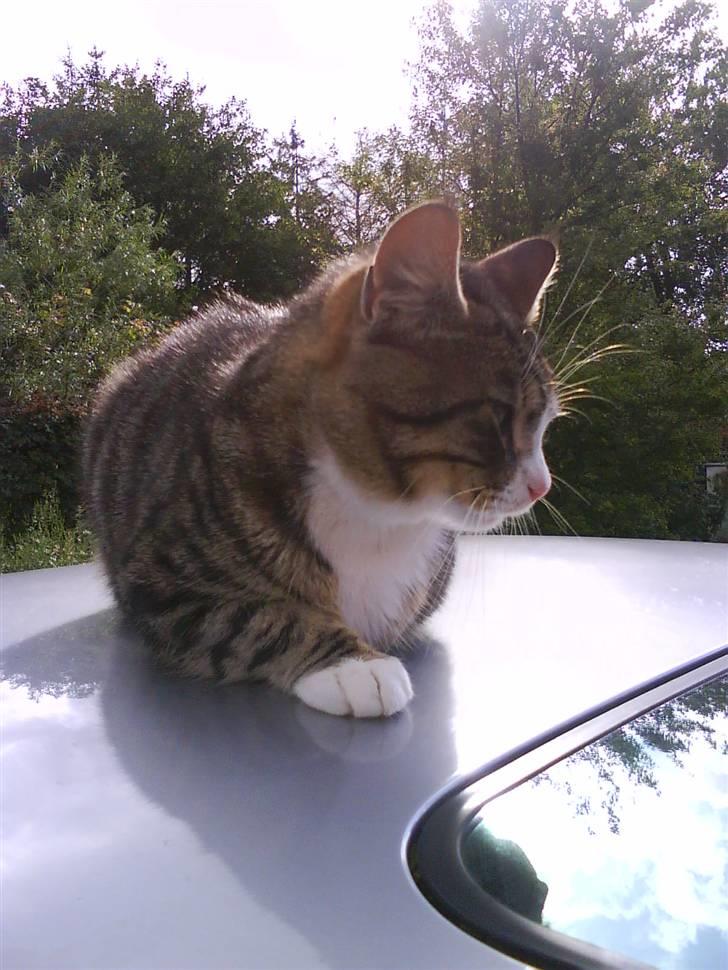 Blanding af racer Garfield - min tagtarrese :D billede 8