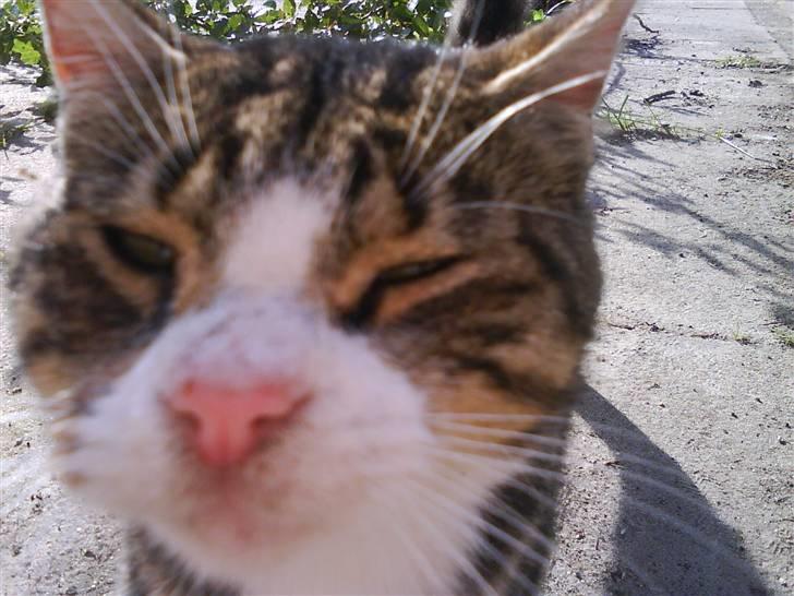 Blanding af racer Garfield billede 9