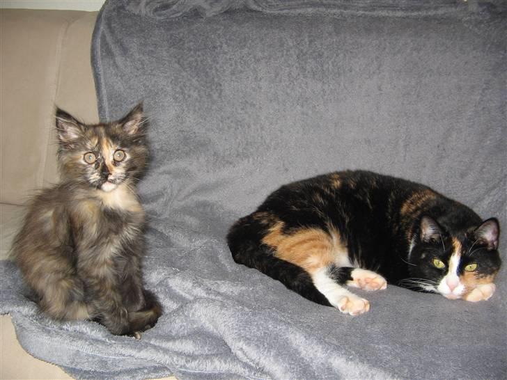 Maine Coon Mille - Nyt er vi ikke bare skønne. billede 10