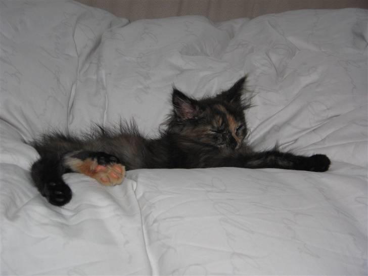 Maine Coon Mille - nyt billede 11