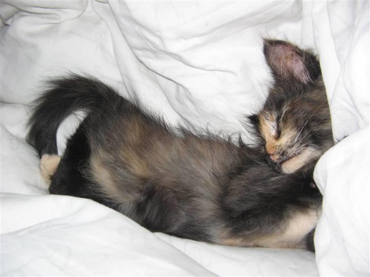 Maine Coon Mille - nyt billede 12