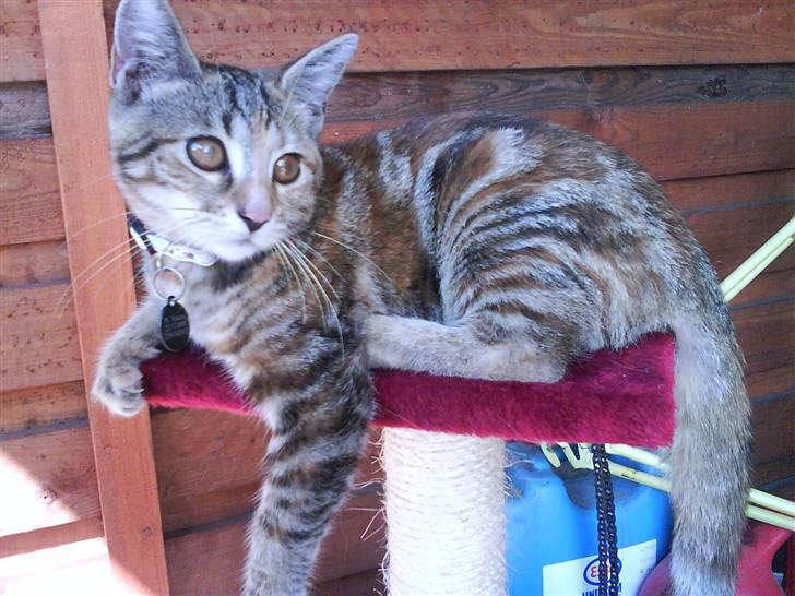 Blanding af racer Sommer *RIP* billede 15