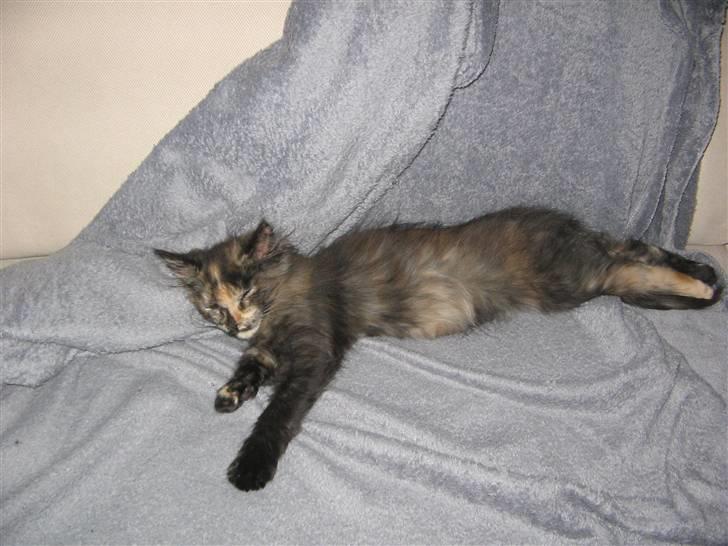 Maine Coon Mille - nyt hvor mille bare lang billede 13