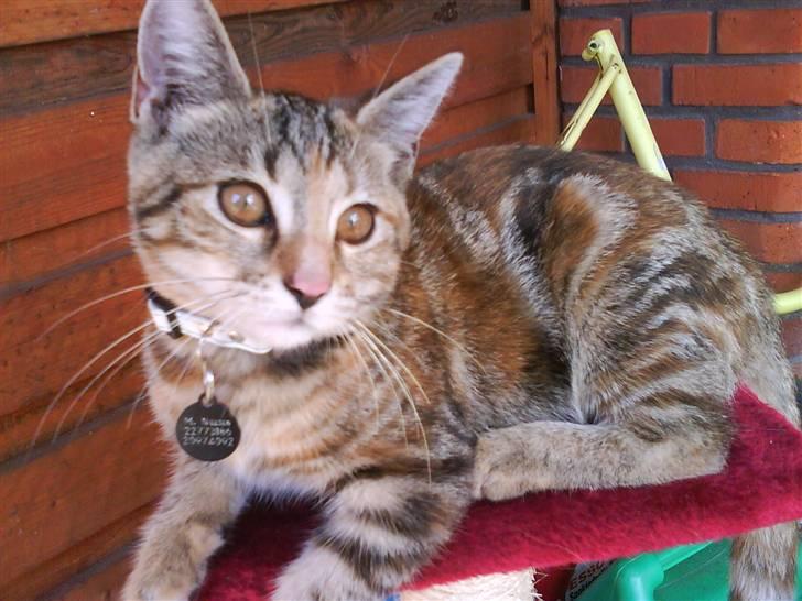 Blanding af racer Sommer *RIP* billede 16