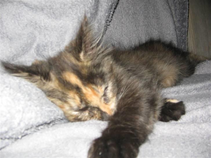 Maine Coon Mille - nyt for lige en lur smiler billede 14