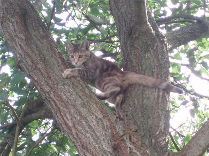 Blanding af racer Sommer *RIP* - jeg har det bedst når jeg følger mit jagerinstinkt :D billede 17