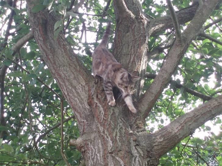 Blanding af racer Sommer *RIP* billede 18