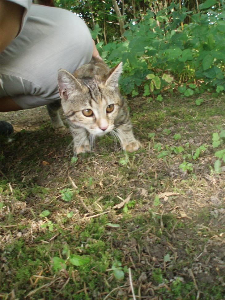 Blanding af racer Sommer *RIP* - syns du jeg ser farlig ud? så skulle du se mig når der rent faktisk er et bytte ;) <3 billede 19