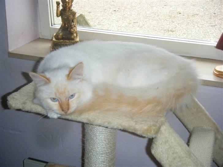 Hellig Birma Drøgemùller Alexander billede 6