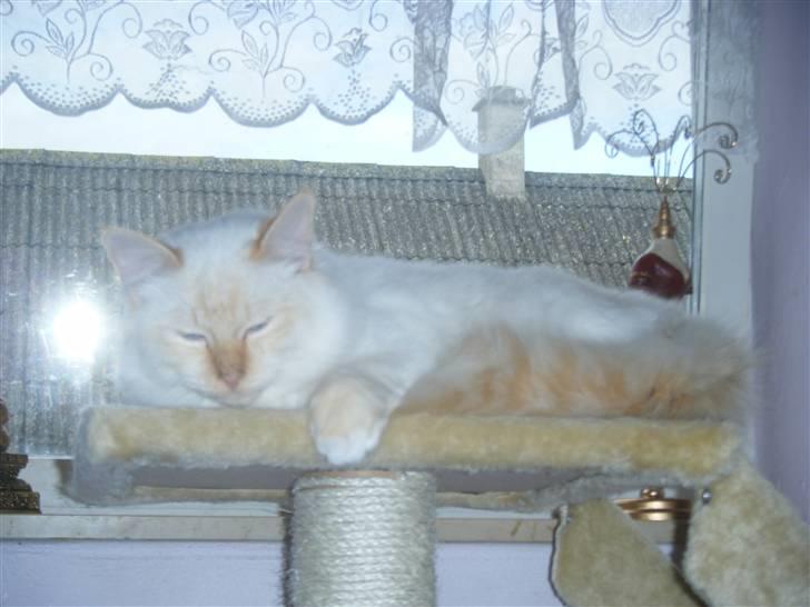 Hellig Birma Drøgemùller Alexander billede 7