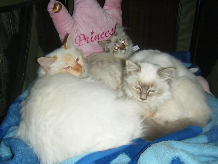 Hellig Birma Drøgemùller Alexander billede 8