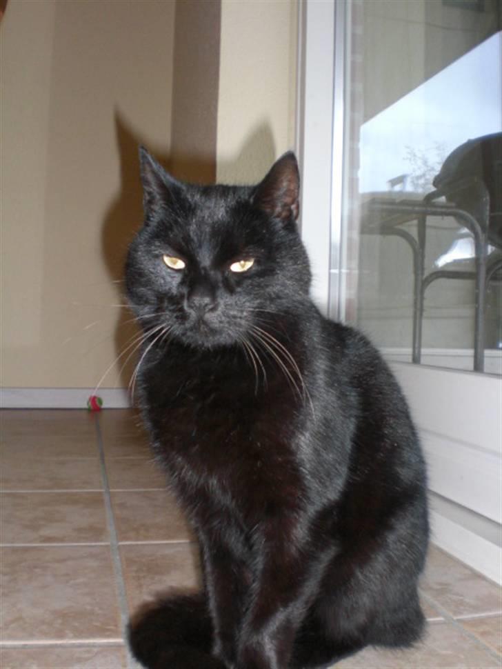 Huskat Sofus billede 1