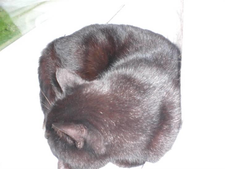 Huskat Sofus billede 2