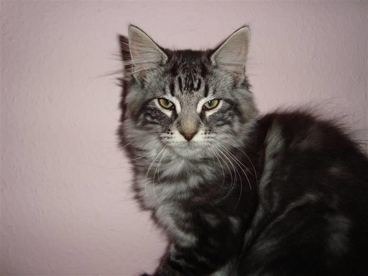 Norsk Skovkat Dimani's little princess billede 11