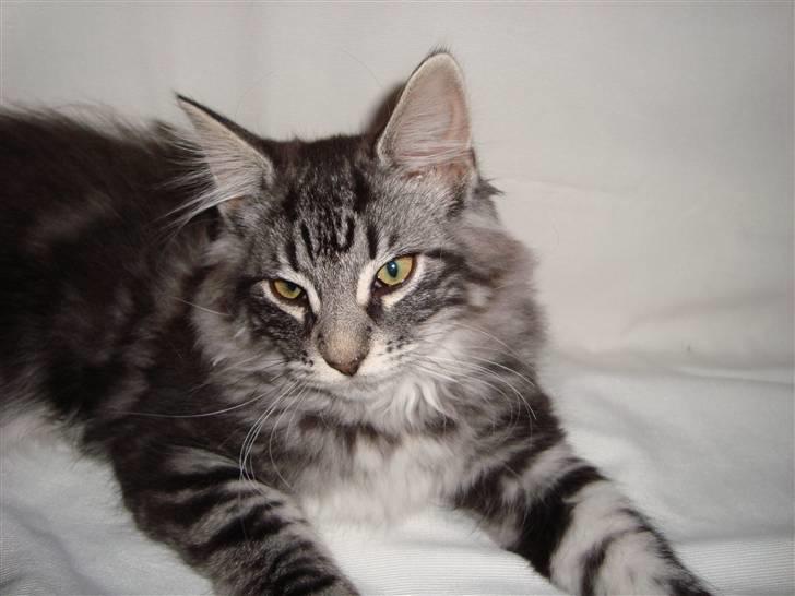 Norsk Skovkat Dimani's little princess billede 12