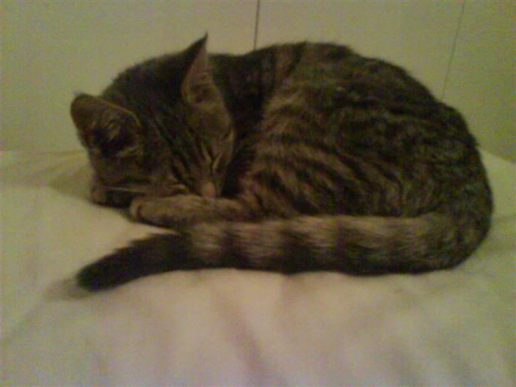 Huskat Allstar Von Avnbøl billede 1