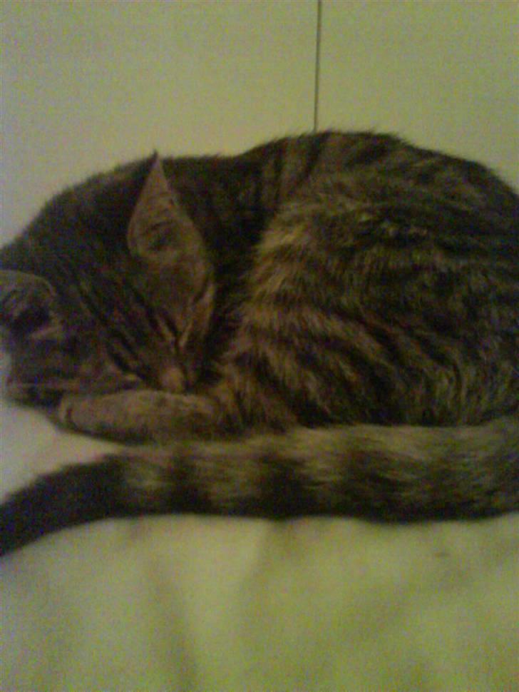 Huskat Allstar Von Avnbøl billede 2