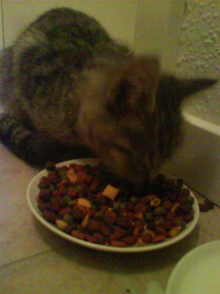 Huskat Allstar Von Avnbøl billede 3