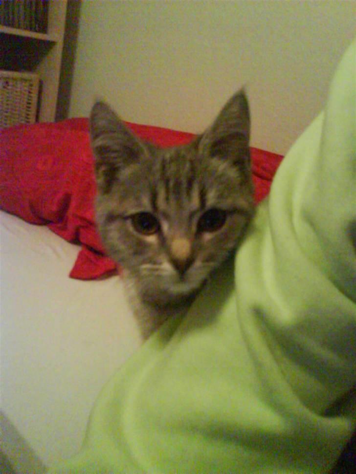 Huskat Allstar Von Avnbøl billede 4