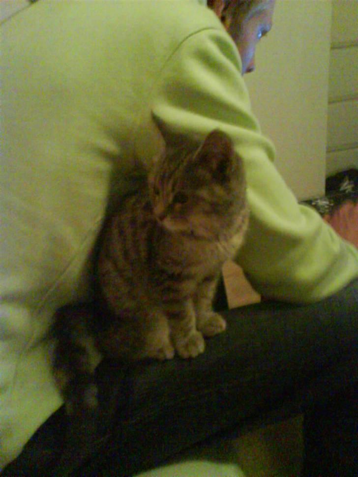 Huskat Allstar Von Avnbøl billede 5