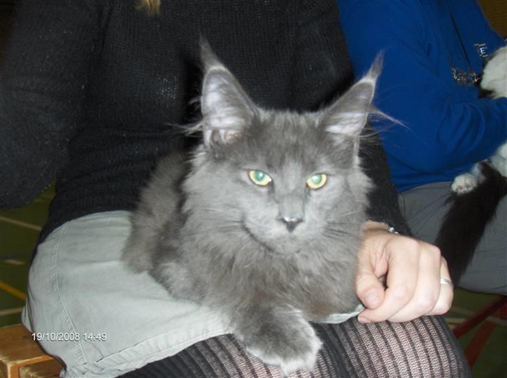 Maine Coon Micharlo's Duan Sardor billede 7