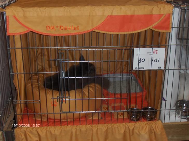 Maine Coon Micharlo's Duan Sardor billede 8