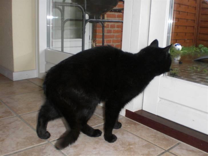 Huskat Sofus billede 3