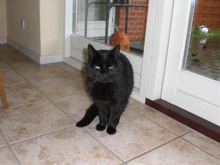 Huskat Sofus billede 4