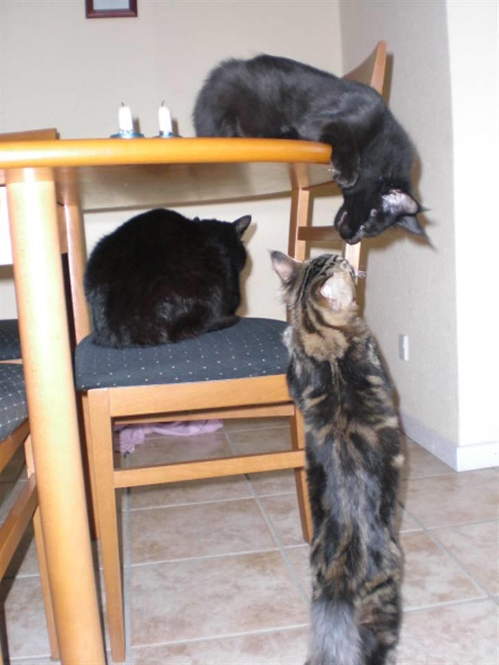 Huskat Sofus billede 6