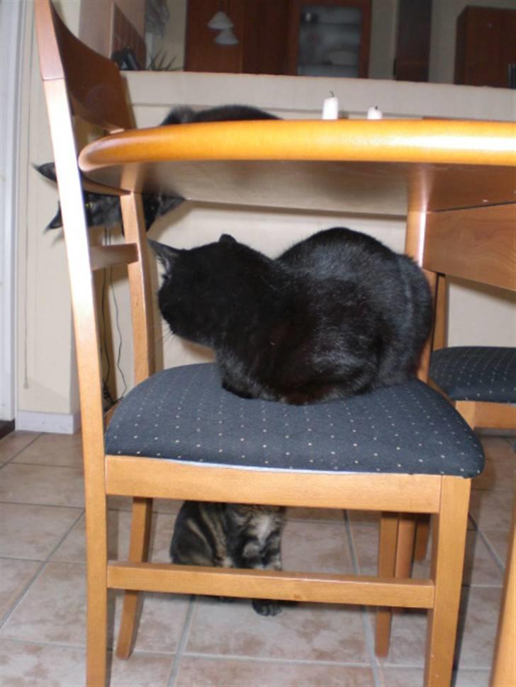 Huskat Sofus billede 7