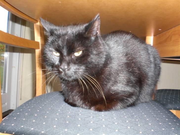 Huskat Sofus billede 8