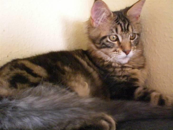 Maine Coon Tiger - Tiger 15 uger billede 7