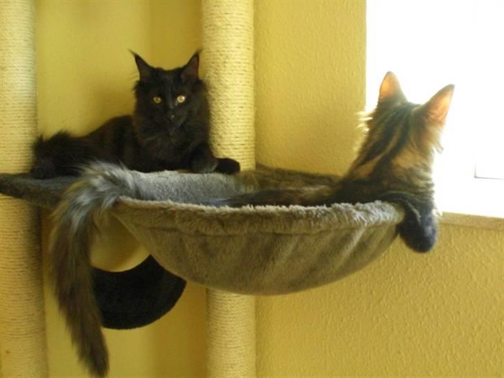 Maine Coon Tiger - Tiger holder øje med fuglene billede 8