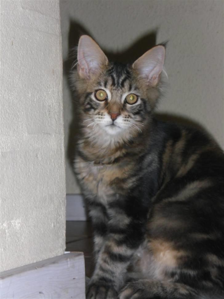 Maine Coon Tiger - Tiger 16 uger billede 9