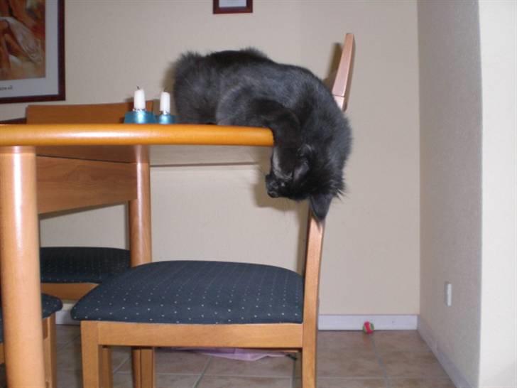 Maine Coon Toffe - Sofus,- hvor blev du af billede 9