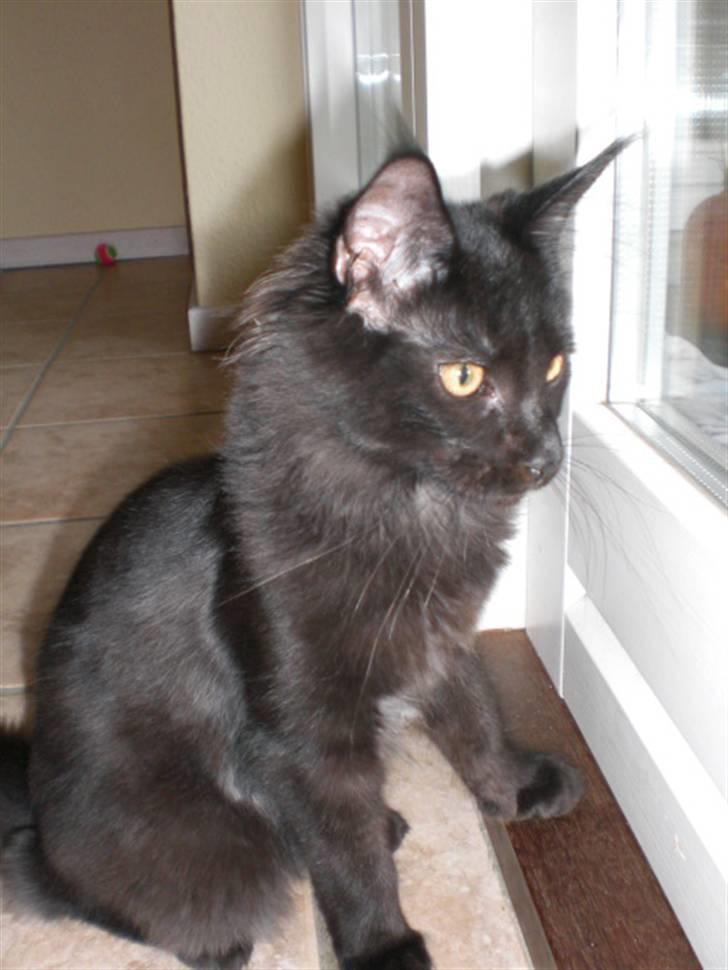 Maine Coon Toffe - det ser spændende ud udenfor billede 10