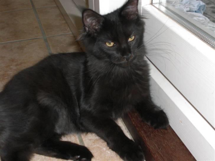 Maine Coon Toffe - Får jeg snart lov til at komme ud billede 11