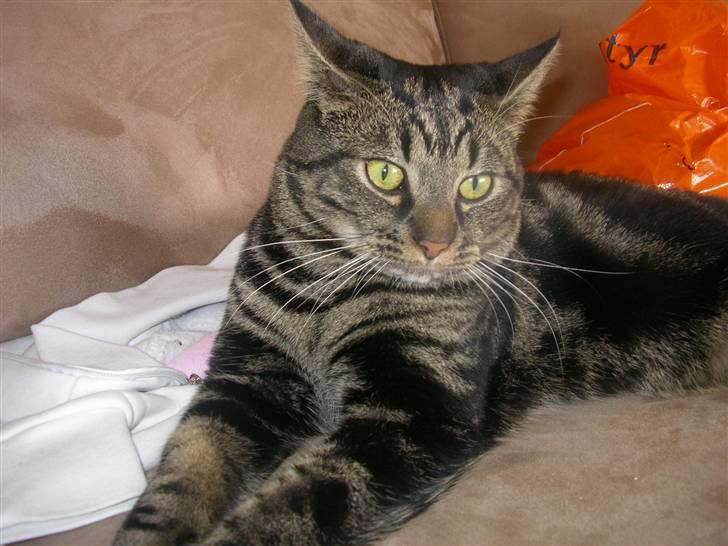 Blanding af racer Lille Fis  - Ihh så fin jeg er :) billede 1