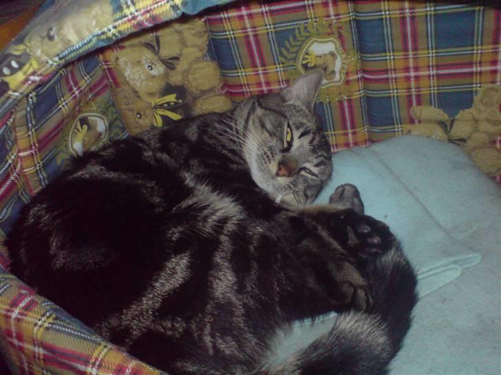 Blanding af racer Lille Fis  - Får lige en velfortjent middags lur billede 2