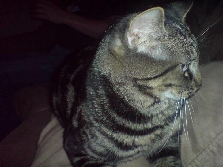 Blanding af racer Lille Fis  billede 3