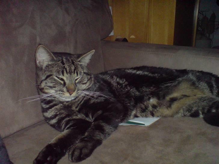 Blanding af racer Lille Fis  - Ligger lige og tar mig en slapper billede 4