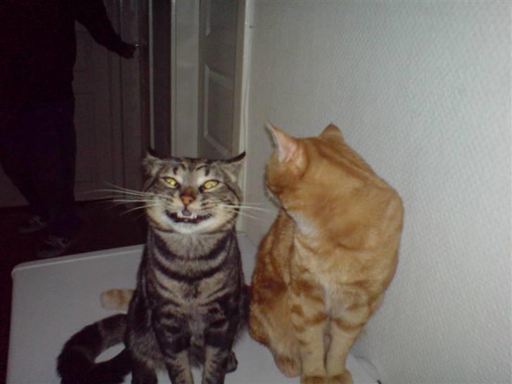 Blanding af racer Lille Fis  - Smile det kan jeg os .... billede 5