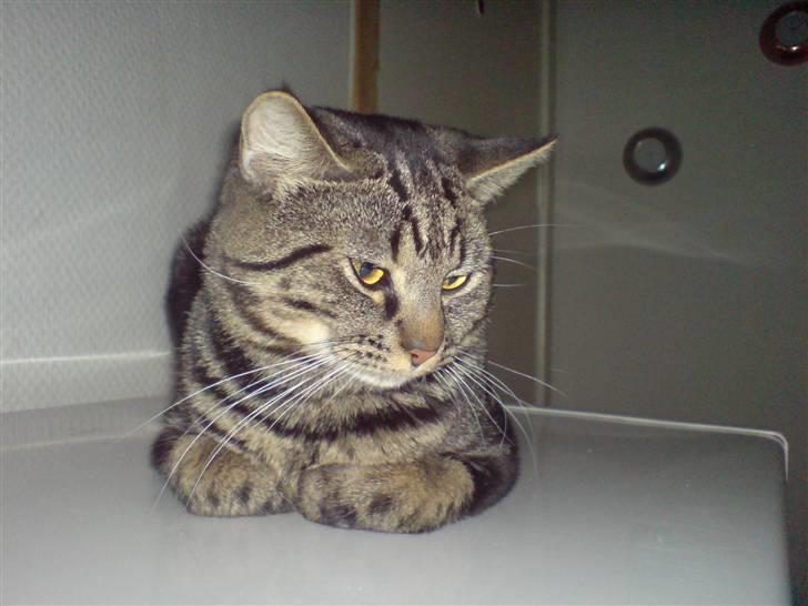 Blanding af racer Lille Fis  billede 6