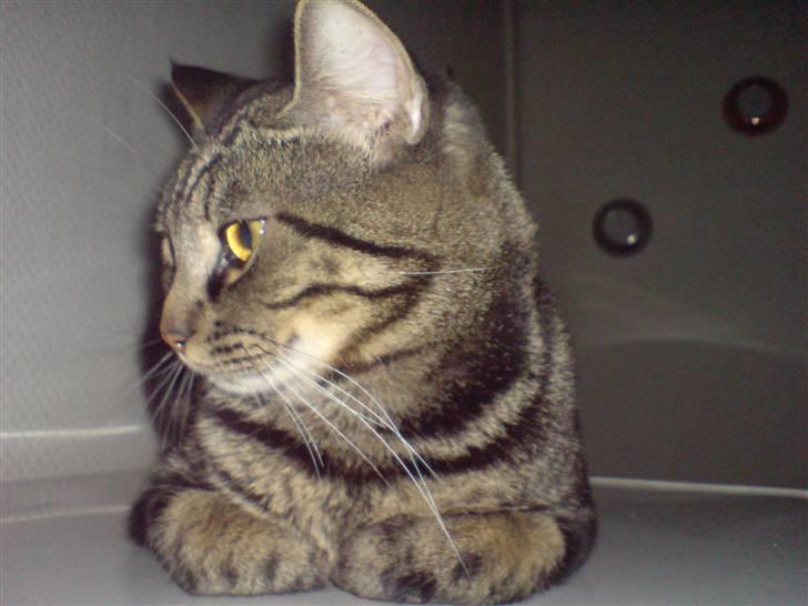 Blanding af racer Lille Fis  billede 7