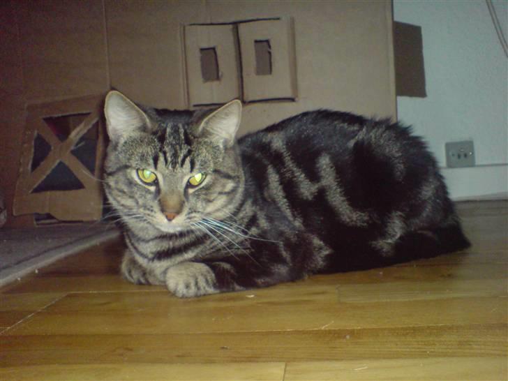 Blanding af racer Lille Fis  billede 8