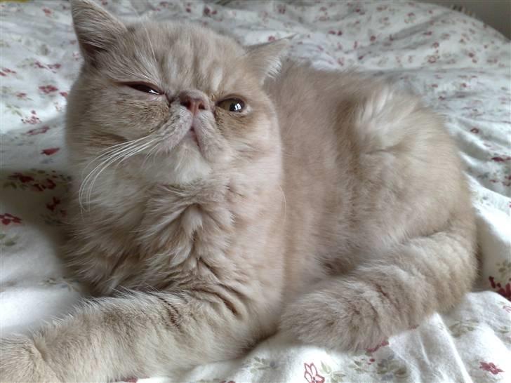 Exotic Noah billede 6