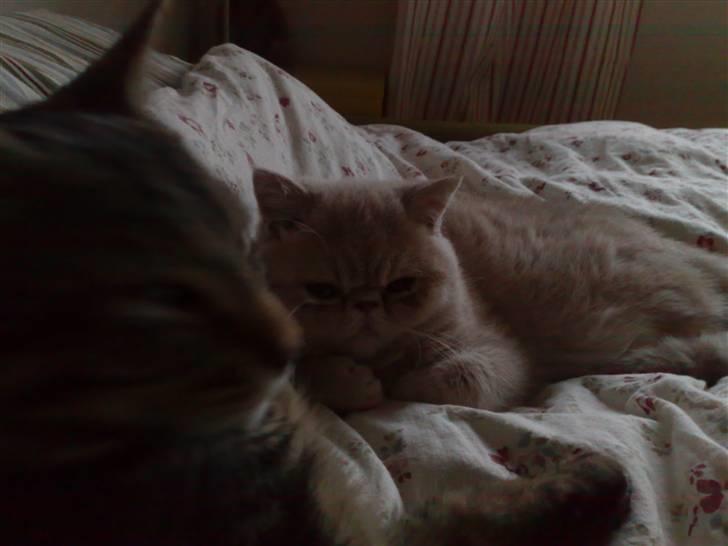 Exotic Noah - Hygge med Loke billede 7